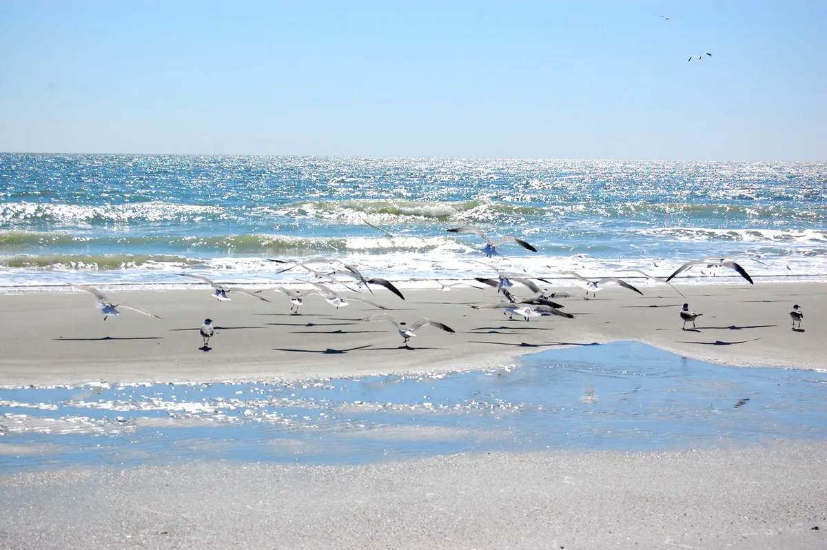 A serene stretch of sandy Myrtle Beach shoreline is pictured in the early evening. Soft waves reflect the pastel sky while flocks of birds soar overhead. Wet, reflective sand invites families to walk, play, and collect seashells, perfectly illustrating the classic beach experience.